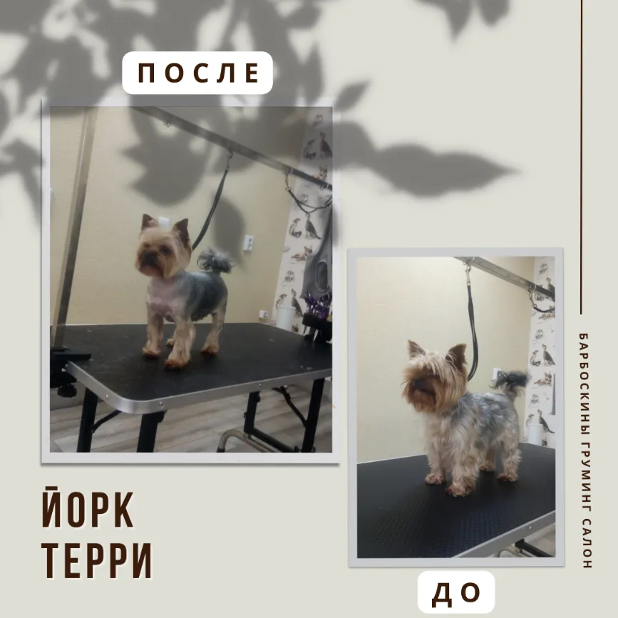 Йоркширский терьер ТЕРРИ
