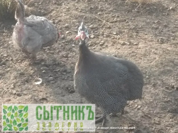Свободный выгул цесарок на ферме