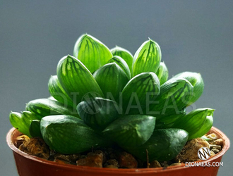 Haworthia cooperi Obtusa