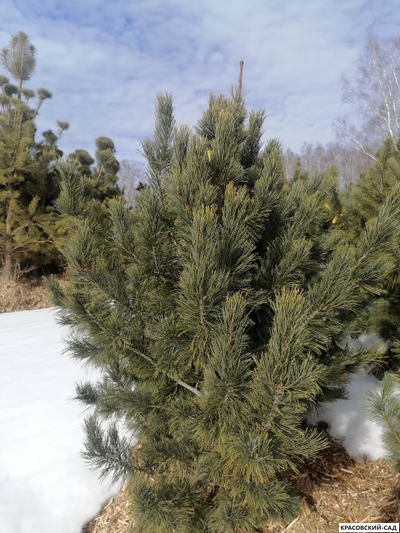 Кедр 6 метров