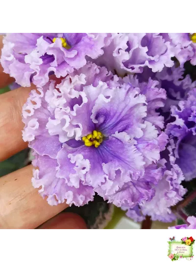 Н-Озёрный Край (Н. Бердникова) 2018