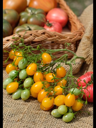 Томат Ildi (Ильди), 10 шт