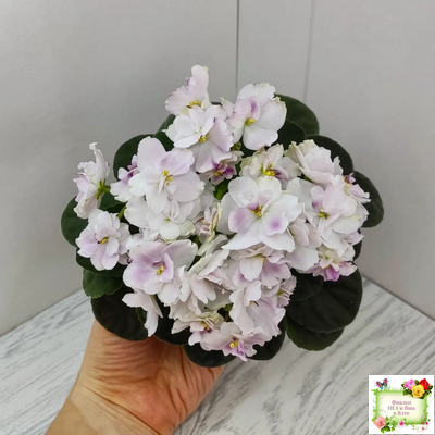 Mac's Southern Springtime (G.McDonald) (лист посажен 29.01.26)