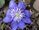 Hepatica transilvanica Konny Greenfield.