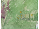 "Летний пейзаж" бумага акварель, гуашь 1950-е годы