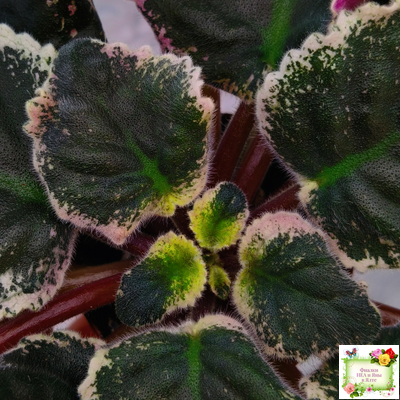 РС-Дремучий Лес (С. Репкина) 2019 г.