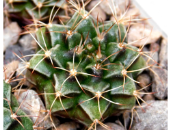 Gymnocalycium bruchii v. niveum VG 536