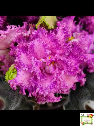 БР-Сочная Ягодка Люкс (С. и Н. Буркацкие) 2022 г.