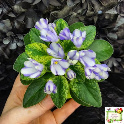 Н-Аватар химера (пасынок из цветоноса укоренённый)