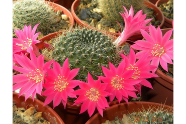 Rebutia (Ребютия)