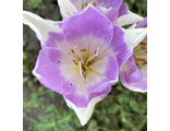 Colchicum speciosum Shapito