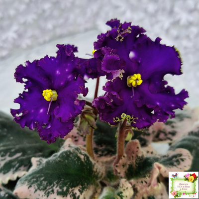 МТ-Моя Вселенная (М. Тотиева) 2023 г.