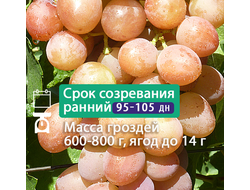 Волжские зори