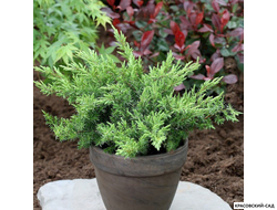 Можжевельник Шлягер - Schlager