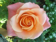 мисс Пигги (Miss Piggy)  Ч/Г,   Lex