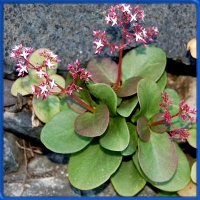 Crassula multicava