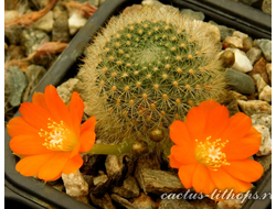 Rebutia  archibuiningiana L 404 (D=15-20mm)