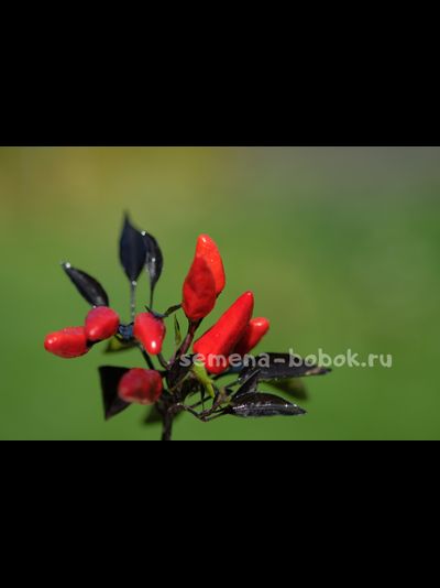 Перец острый  Explosive Ember, 10 шт