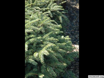 Ель обыкновенная Элеганс - фото хвои - красовский-сад.рф