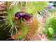 Drosera "Spatulata"