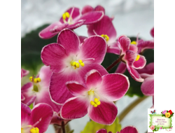 Mac's Scorching Sun (G. McDonald) (лист посажен 29.10.25)