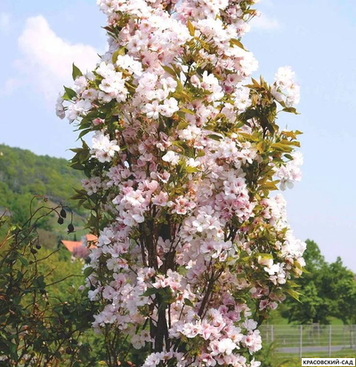 Вишня Аманогава - Amanogawa