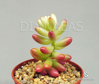 Sedum Rubrotinctum Aurora