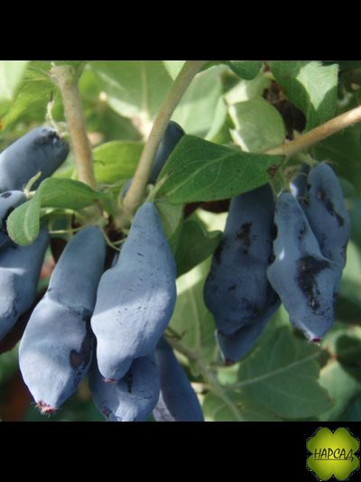 Жимолость &quot;ЛАУРА&quot; (сладкая ягода)