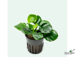 Анубиас Бартери круглолистный (Golden Coin) (пластиковый горшок)