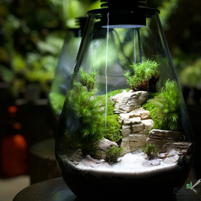 Мох Леукобриум (Leucobryum glaucum) контейнер