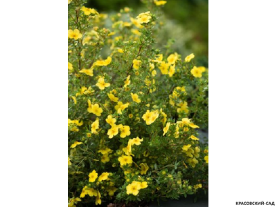 Лапчатка кустарниковая Кэтрин Дьюкс