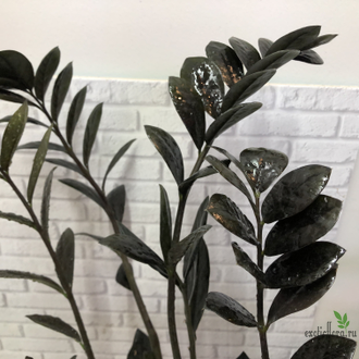 Замиокулькас Равен (Ворон) / Zamioculcas Raven