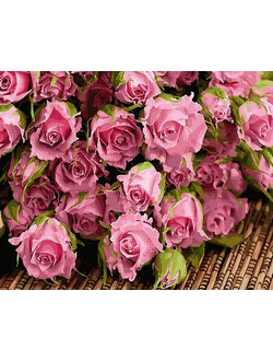 Картина по номерам Розовые розы GX34269 (40x50)