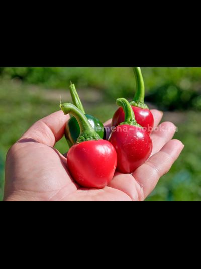 Перец острый Jalapeno Bomb F5, 10 шт