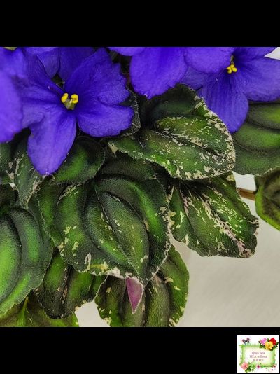 LV-БИГ (Л. Шевелева) 2024 г. трейлер (пасынок сорт посажен 15.08.25)