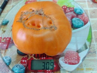 Томат Мясной завтрак (Meat Breakfast)