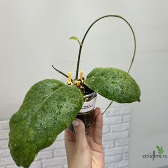 27/07/2025 Hoya Vitellinoides curve leaf
