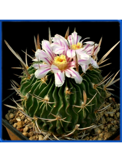 Echinofossulocactus polyacanthus