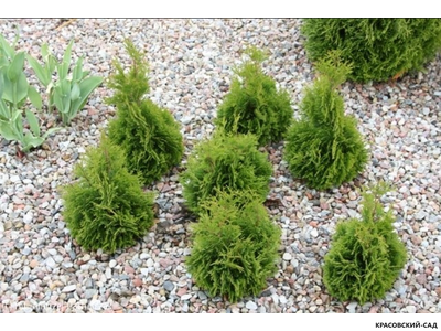 Туя Микки - Miky