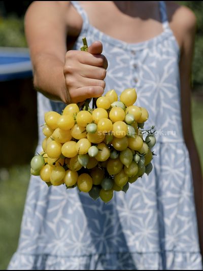Томат Сумасшедшие Вишни Барри  (Barry's Crazy Cherry), 10 шт