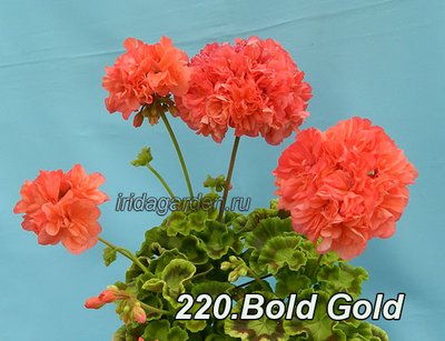 Пеларгония Bold Gold