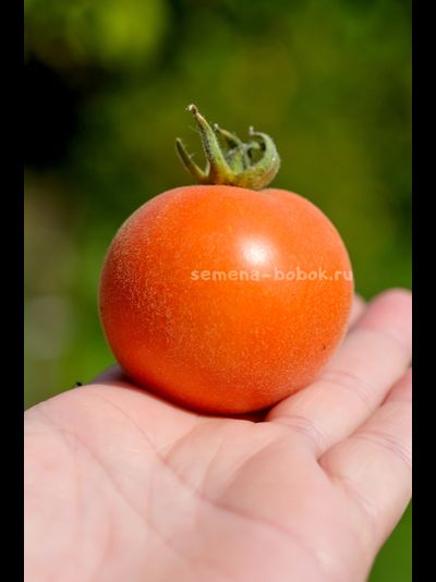 Томат Micro dwarf Allure (Аллюр), 10 шт