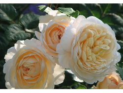Crocus Rose (Крокус Роуз)