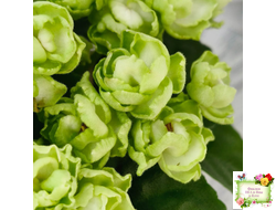 Hunter's Cabbage Goddess (K. Muzalewski)