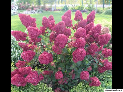 Гортензия Самарская Лидия