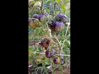 Томат Бифштекс Марши (Marsha's Starfighter Beefsteak)