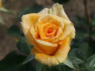 Голден Моника (Golden Monica) роза , ЗКС