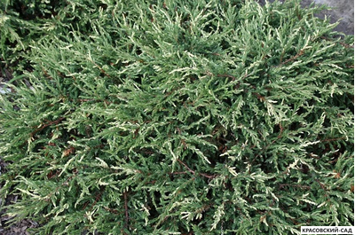 Можжевельник обыкновенный Спотти Спайдер