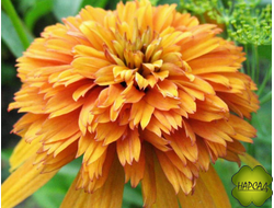 Эхинацея пурпурная "МАРМЕЛАД" (цветущий саженец)