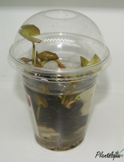 Нимфея Марлиаса Карнеа